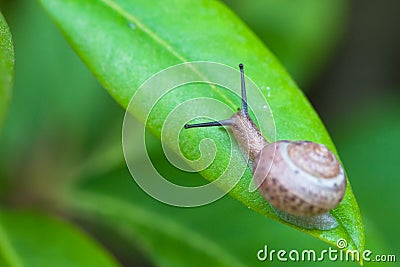 Small brown snail on green leaf Stock Photo