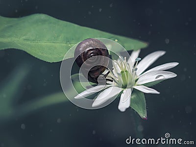 A small brown snail on a green leaf slides on a white flower. Dark background. Stock Photo