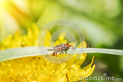 small brown tick sits on the grass in the bright summer sun during the day. Dangerous blood-sucking arthropod animal transfers Stock Photo