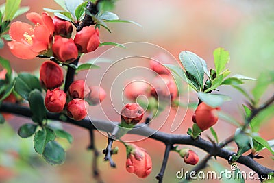 Small buds of the inflorescence of an orange bush Stock Photo
