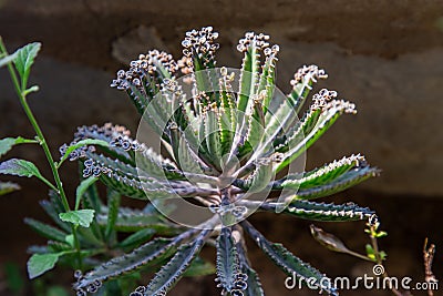 Small buds of Kalanchoe Delagoensis. The plant is also know as Mother of Millions, Devil`s Backbone and Chandlier Plant Stock Photo