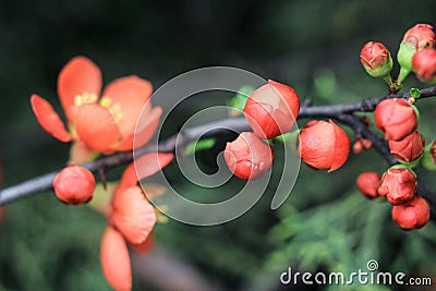 Small buds of orange Japanese quince Stock Photo