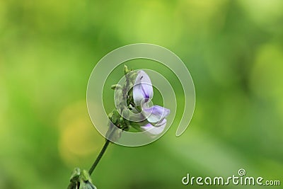 A small and bueatiful flower Stock Photo