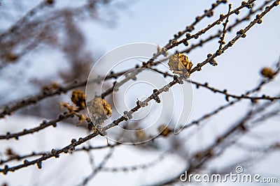 Small bumps on a branch in winter Stock Photo