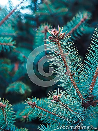 small bumps on young pine branch blue Stock Photo