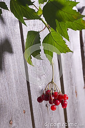 Cranberries on Tree Branch Stock Photo