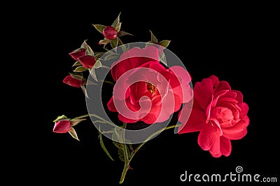 A small bunch Red Roses Stock Photo