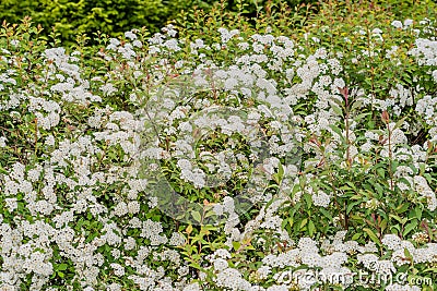 Small bunches white delicate flowers Stock Photo