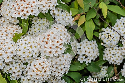 Small bunches white delicate flowers Stock Photo