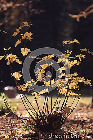 small bush in autumn park Stock Photo