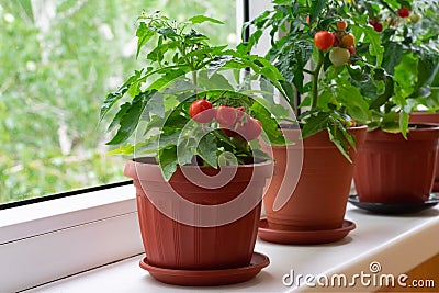 Small bush of balcony cherry tomatos in brown pots on white windowsill Stock Photo