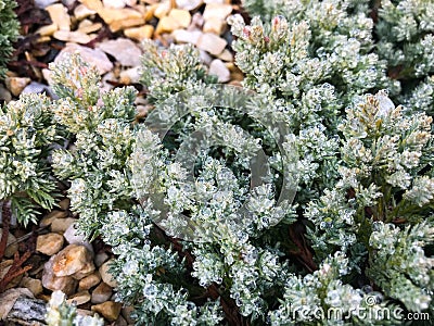 A small bush of a decorative evergreen plant on the needles. Stock Photo