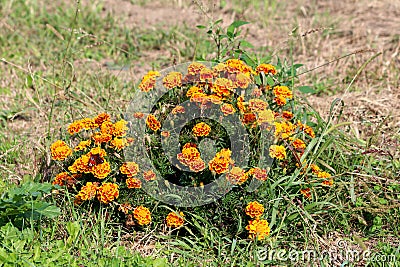 Small bush like Mexican marigold or Tagetes erecta plants with open flowers made of bright red and yellow petals surrounded with Stock Photo