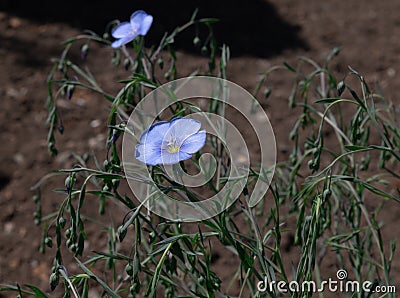 Small bush Linum perenne with buds and blooming blue flowers Stock Photo