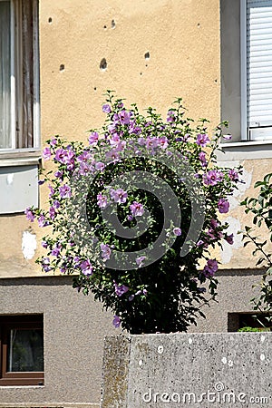 Small bush shaped Hibiscus syriacus plant filled with blooming violet and dark red trumpet shaped flowers growing in front of Stock Photo