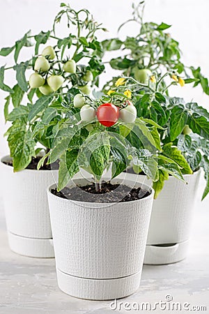 Small bushes of cherry tomatoes grows in a flower pot. Home cultivated potted tomatoes on white background. Gardening concept Stock Photo