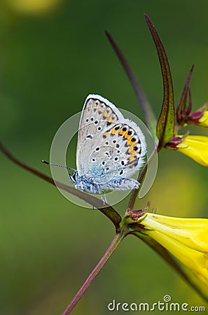 Small butterfly Stock Photo