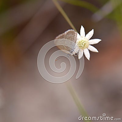 Small butterfly on an Australian native Lesser Flannel Flower Stock Photo