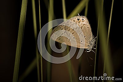 The small butterfly Stock Photo