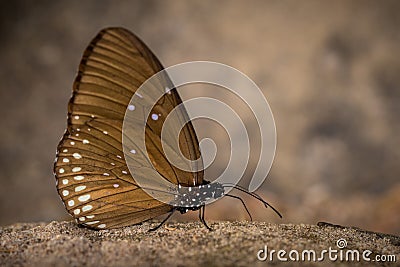 Small butterfly Stock Photo