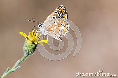 Small butterfly sipping on a yellow flower Stock Photo