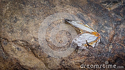 Small butterfly Stock Photo