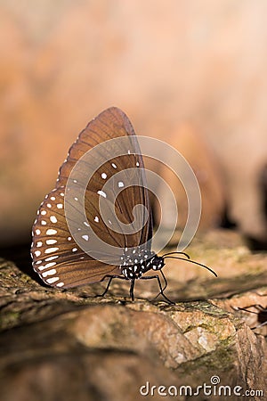 Small butterfly Stock Photo