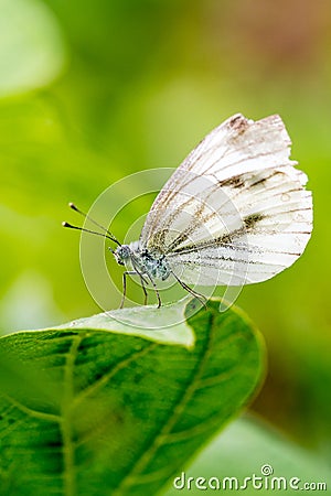 Small cabbage white butterfly or Pieris rapae standing on the leaf Stock Photo