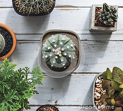 Small Cacti on a table Stock Photo