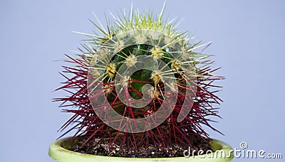 Small cactus. Close-up view. On a white background. -Images Stock Photo