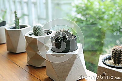 Small cactus in concrete pot,House indoor plants. Stock Photo