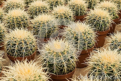 Small cactus group, many cactus in a row Stock Photo