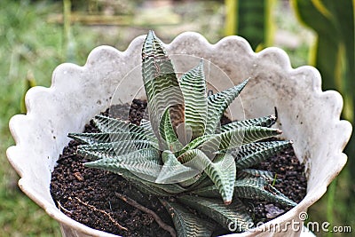 A small cactus ornamental plant with the Latin word Haworthia succulent. Stock Photo