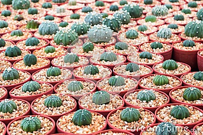 Small cactus Stock Photo