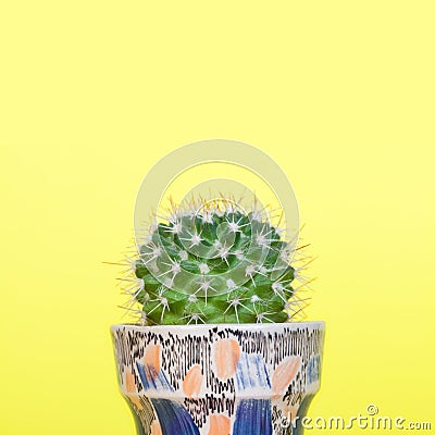 Small cactus in a pot. Stock Photo