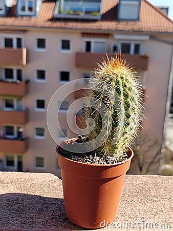 A small cactus in a small pot Stock Photo