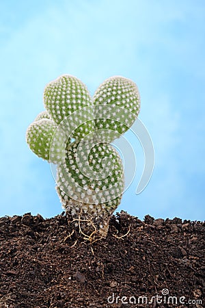 Small cactus Stock Photo