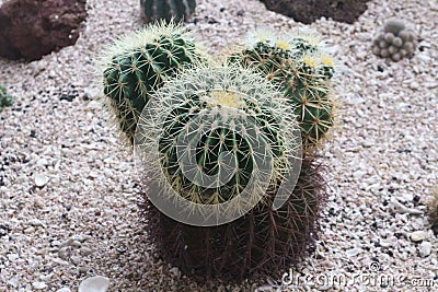 Small cactus tree Stock Photo