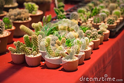 Small Cactus Variety In the pot Stock Photo