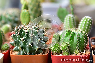Small cactuses and succulents at the flower shop.Cactus succulent plant in flowerpot ,Houseplant Concept Stock Photo