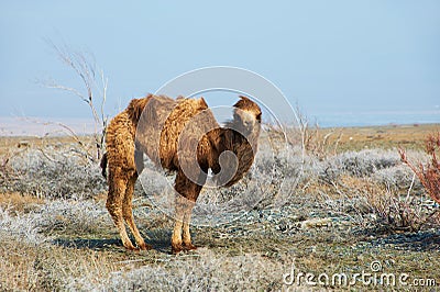 Small Camel Stock Photo - Image: 24253650