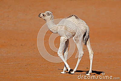 Small camel calf on a sand dune Stock Photo