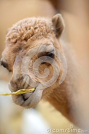 A small camel chews hay Stock Photo