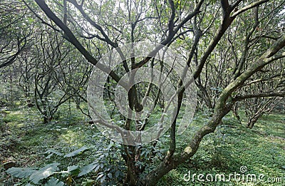 Small camphor tree, adobe rgb Stock Photo