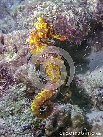 Small Caribbean seahorse Stock Photo