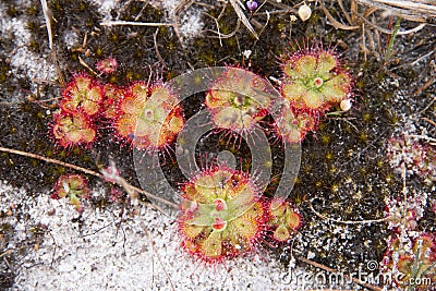 The small carnivorous phant that eating insect, tropical sundew Drosera burmannii Stock Photo