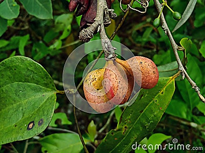 Small cashews, photographed in the backyard of a farm in a rural region. Stock Photo