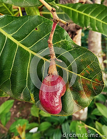 Small cashews, photographed in the backyard of a farm in a rural region. Stock Photo