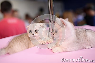 small cat Stock Photo