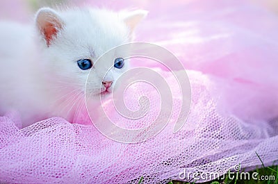 Small cat on grass Stock Photo